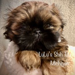 Boy 2 - Red Shih Tzu puppy in Ann Arbor, Michigan from LuLu’s Shih Tzu’s of Michigan