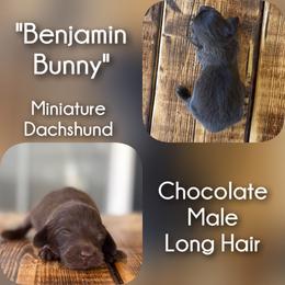 Boy 2 - Benjamin Bunny - Chocolate male Dachshund puppy in London, Kentucky from Steele Half Acre Homestead