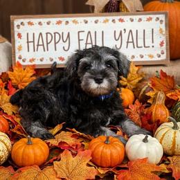 Blue Collar - Salt and pepper male Miniature Schnauzer puppy in Houston, Texas from Haughton Farm
