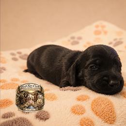 Onyx - Black male Dachshund puppy in Greenfield, Ohio from Buck Run Creek Dachshunds