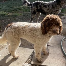 May - Labradoodle