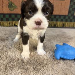Rhett - Chocolate male Cavalier King Charles Spaniel puppy in Sandstone, Minnesota from Peaceful Garden Cavaliers