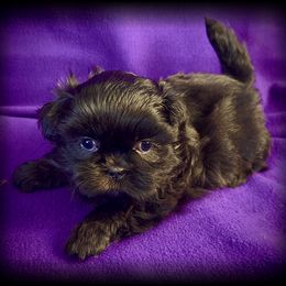 Georgie - Black female Shih Tzu puppy in North Central Oregon, Oregon from T-Amore Shih Tzu