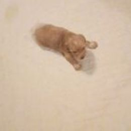 Dachshunds from Teenadox