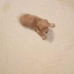 Dachshunds from Teenadox