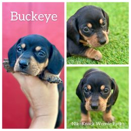 Buckeye AKA: Blackberry - Black and tan male Dachshund puppy in Florida from Niki Humphries' Dachshunds