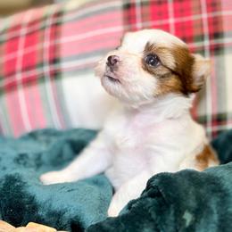 Mila - female Other puppy in Iva, South Carolina from Petit Bijou