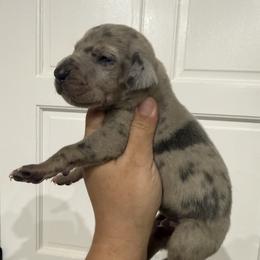 Jay Gatsby - Merle male Great Dane puppy in Florida from Beachside Kennels