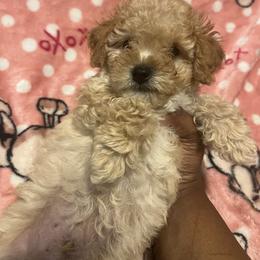 Calvin - Cream male Poodle puppy in Gastonia, North Carolina from Dynasty Kennel