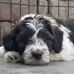 Bernedoodles from Oklahoma Doodles