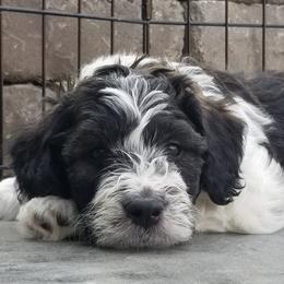 Bernedoodles from Oklahoma Doodles
