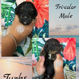 Turks - Tri-color male Bernedoodle puppy in Godwin, North Carolina from Farm Sweet Farm Doodles