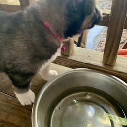 Siberian Husky Puppies from TRUHUSKY SIBERIANS