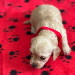 Girl 1 - Cream female Dachshund puppy in Jackson, Mississippi from Doxies Galore