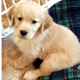 Golden Retrievers from Xanthos Golden Retrievers