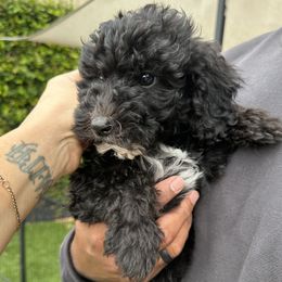 Black - Black and white male Sheepadoodle puppy in La Habra, California from Real Doodles of OC