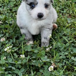 Miniature Australian Shepherd and Toy Australian Shepherd Puppies from Ramblin’ Rose Aussies