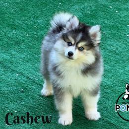 Cashew - Black and white male Pomsky puppy in Eastman, Georgia from Once Upon A Pomsky