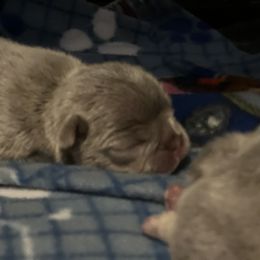 French Bulldog Puppies from Ark Frenchies Limited