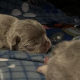 French Bulldog Puppies from Ark Frenchies Limited