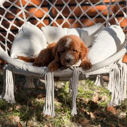 Navy collar boy - Red  male Goldendoodle puppy in Spokane, Washington from Dream Doodles in Spokane WA