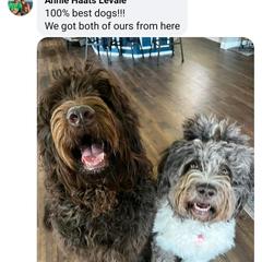 Assorted Doodle Crosses and Newfypoo All Grown Up from Hidden Haven Poodles and Doodles