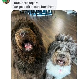Assorted Doodle Crosses and Newfypoo All Grown Up from Hidden Haven Poodles and Doodles