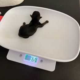 Bailey - Black and tan female Yorkshire Terrier puppy in Saint Cloud, Florida from Kei’s Precious Pups