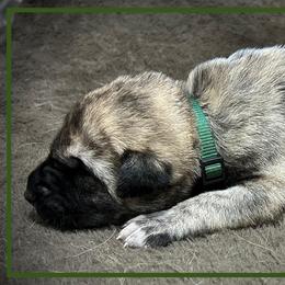 Dark Green - Brindle male Anatolian Shepherd Dog puppy in Clark, Wyoming from Fyne Acres