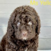 Girl 4 - Brown Bernedoodle puppy in Zephyrhills, Florida from Doodles of Tampa Bay