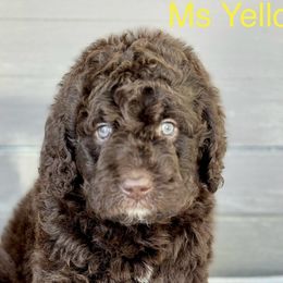 Girl 4 - Brown Bernedoodle puppy in Zephyrhills, Florida from Doodles of Tampa Bay