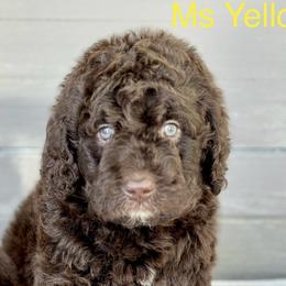 Girl 4 - Brown Bernedoodle puppy in Zephyrhills, Florida from Doodles of Tampa Bay