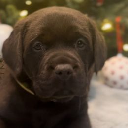 Carmel - Chocolate Labrador Retriever puppy in Camden, Tennessee from Pure Heaven Labs