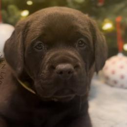 Carmel - Chocolate Labrador Retriever puppy in Camden, Tennessee from Pure Heaven Labs