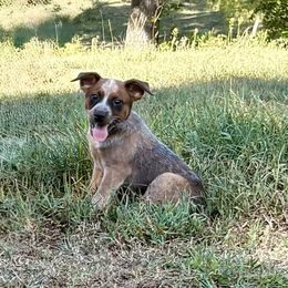 Boy 1 - Red mottled male Australian Cattle Dog puppy in Carthage, Missouri from MO Morningstar Heelers