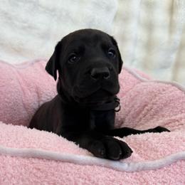 Ruger - Black and rust male Doberman Pinscher puppy in Brookfield, Wisconsin from Haus of Hound