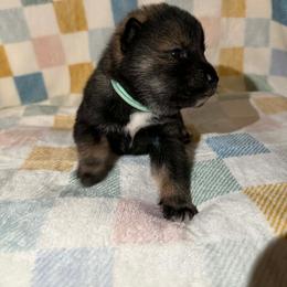 Megumi - Black sesame female Shikoku Ken puppy in Charleston, West Virginia from Kiseki No Yama