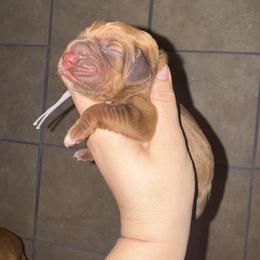 Grey girl - Red female Bloodhound puppy in Conway, Missouri from Ozark Mountain Kennel