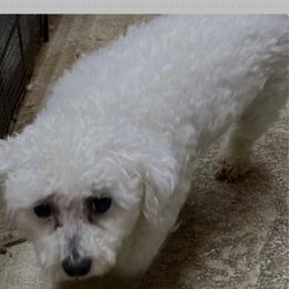 Maryann - White female Bichon Frise puppy in Cave City, Kentucky from Loretta's Pups