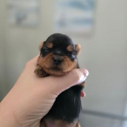 Girl 3 - Black and gold female Yorkshire Terrier puppy in Nitro, West Virginia from Nitro Elite Babydoll Yorkies