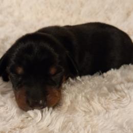Dachshund Puppies from Jana Rae's