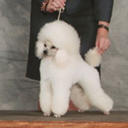 Sierra - Poodle