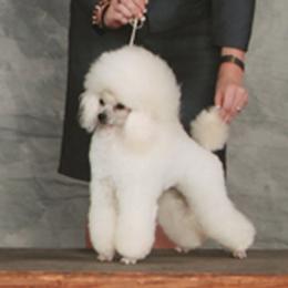 Sierra - Poodle