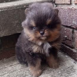 Pomeranians and Poodles from Twice The Love Puppies