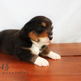 Australian Shepherd Puppies from Grand Ridge Australian Shepherds