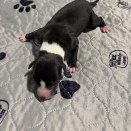 Ocelot - Black male Whippet puppy in Fort Myers, Florida from Rainbow Whippets