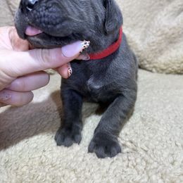 Red collar - Gray male Cane Corso puppy in Fairfield, California from Royal Class Kennels