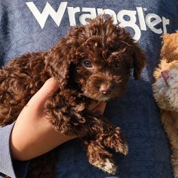 Orange girl - Orange female Lagotto Romagnolo puppy in Lake City, Michigan from Michigan Lagotto