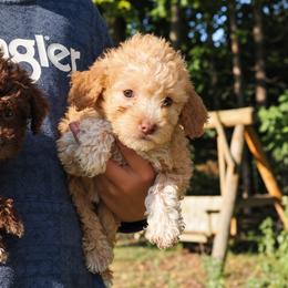 Orange girl - Orange female Lagotto Romagnolo puppy in Lake City, Michigan from Michigan Lagotto