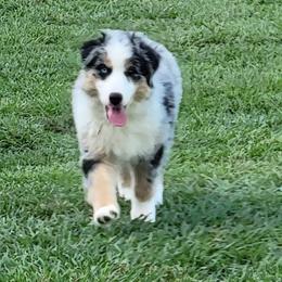 Trinket 1 bright blue eye, 1 chocolate - Blue merle female Miniature American Shepherd puppy in Foley, Alabama from MorningStar Miniature American Shepherds